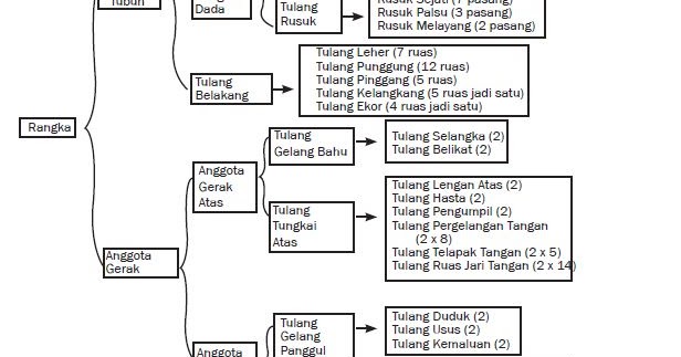 Sistem Rangka Manusia, Fungsi dan Macam-macam Jenisnya | Berpendidikan