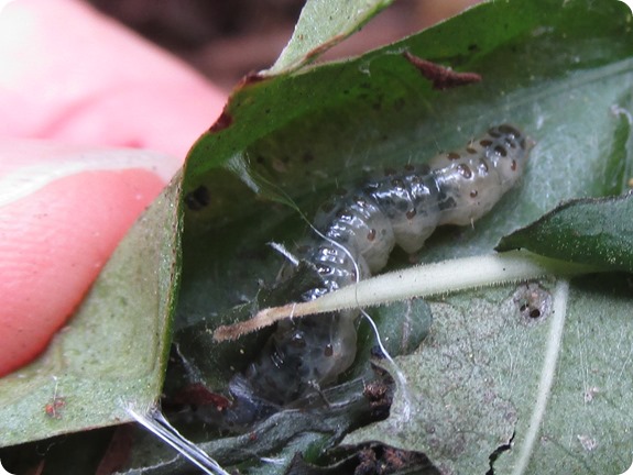 Caterpillar Leafroller