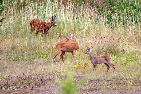 Roe deer