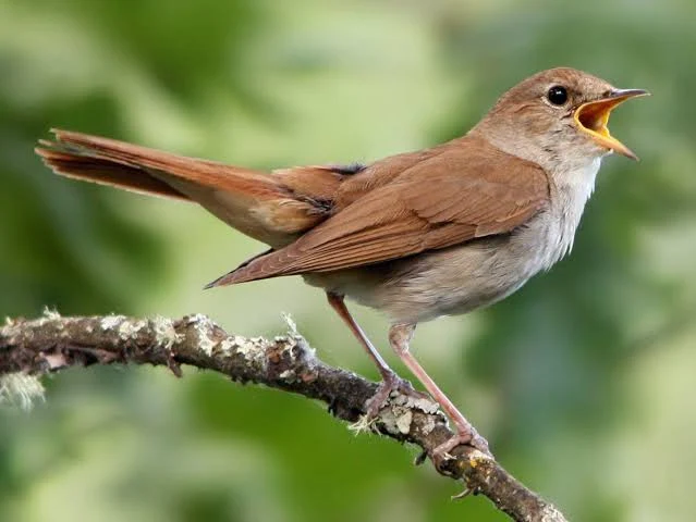 Brown bird, a Common Nightingale, chirping with its beak open on a branch.