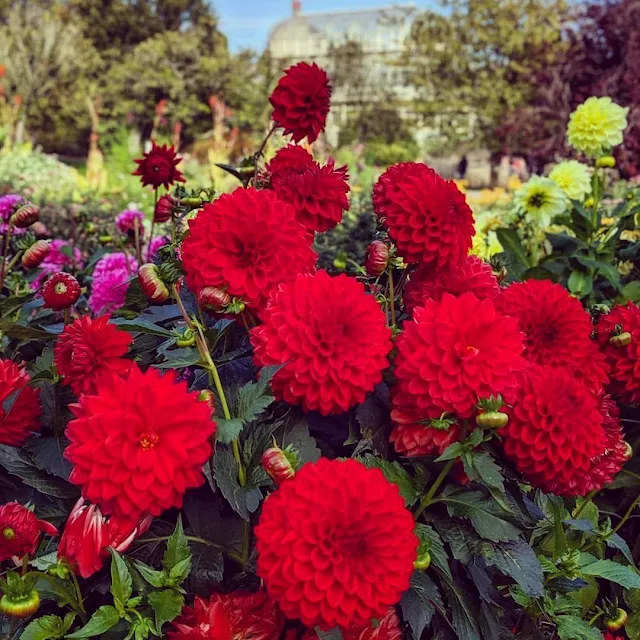 Things to do in Dublin: flowers at the National Botanic Gardens