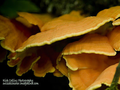 Mushrooms on a Log II