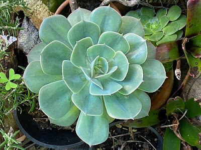 Jenis-Jenis Sukulen Dan Gambarnya  Echeveria