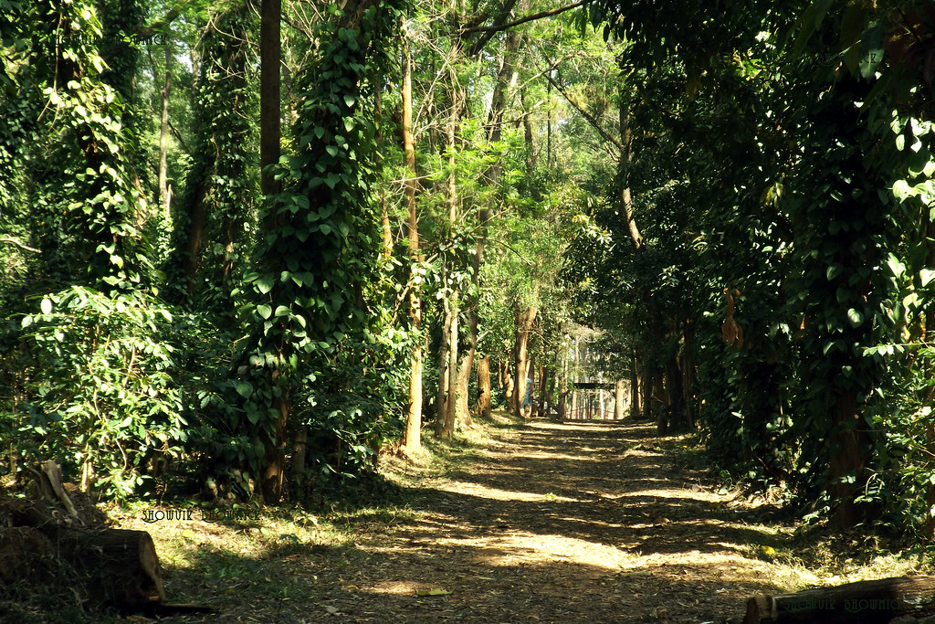 Coffee Plantation Garden in Daringbadi