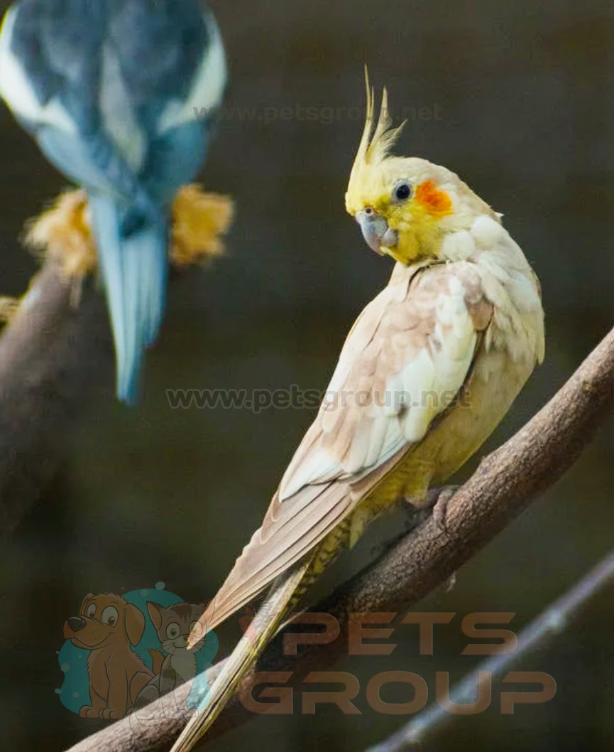 Cockatiel Bird