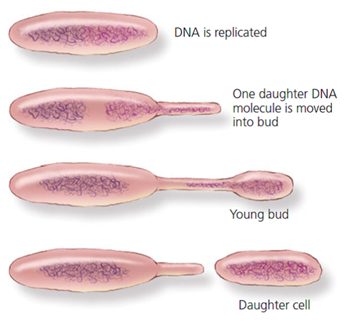 La gemación o brote. En el brote una parte de la célula madre experimenta un crecimiento parcial, como una burbuja que emerge o una hinchazón parcial, la cual recibe material celular y material genético mínimos para que una vez completada la citocinesis la célula hija pueda operar por sí misma.