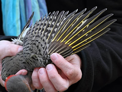 Northern Flicker Yellow Shafted