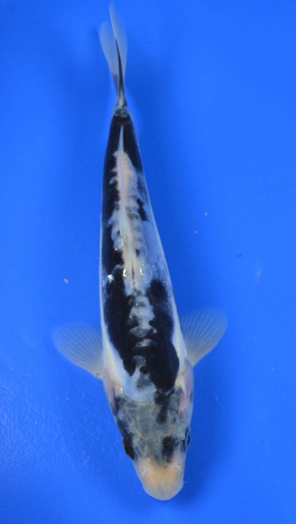 Koi To The World: Kumonryu Koi
