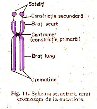 Structura unui cromozom la eucariote