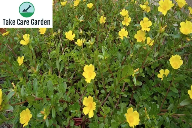 Conheça 5 Flores Fáceis de Cuidar Para Iniciantes em Jardinagem