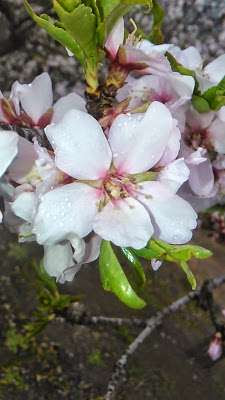 flor de almendro