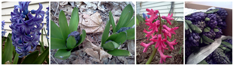 Hyacinth Collection