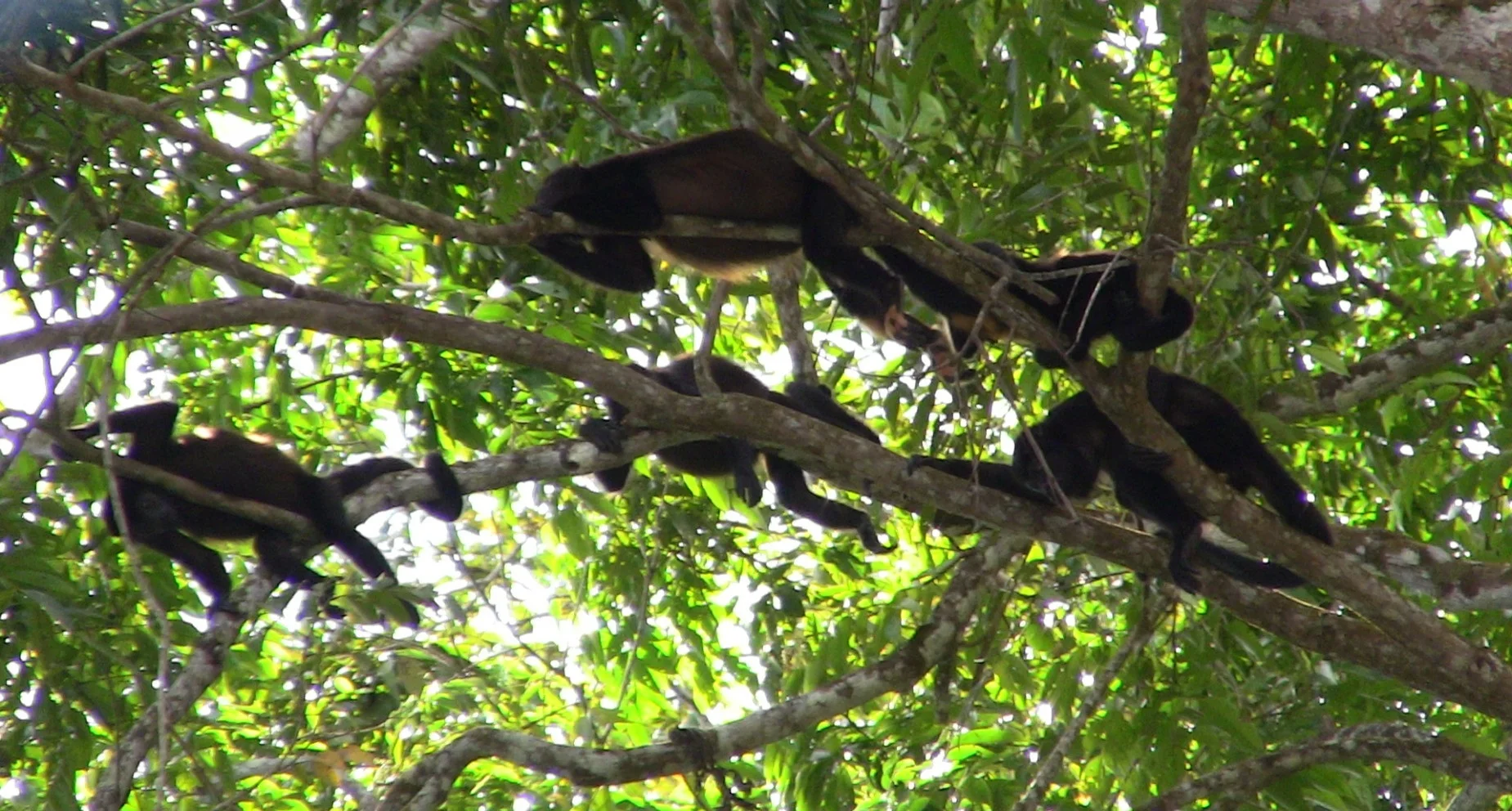 Tortuguero National Park 4