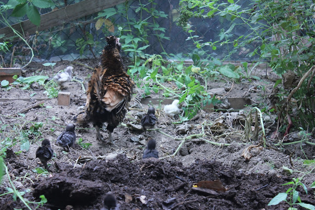 Chicks in a greenhosue in the Winter