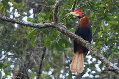 Buceros mindanensis