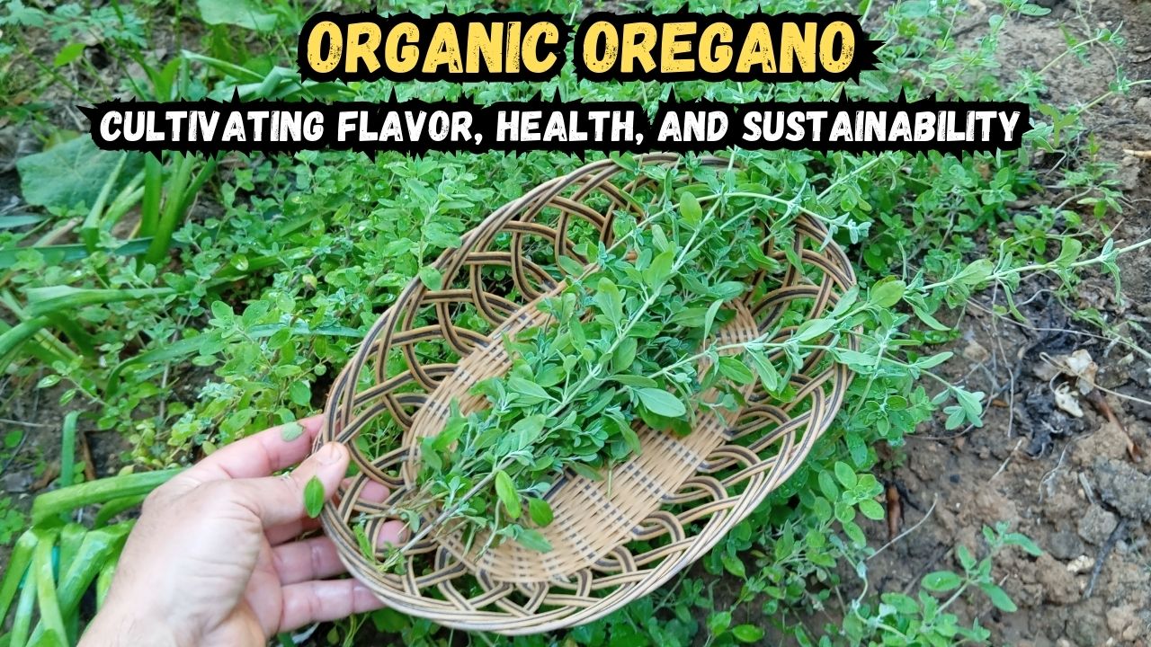 Dive into the world of organic gardening with our latest video! Join us as we explore the remarkable herb, oregano, and its endless possibilities in your garden. Discover how this versatile herb can enhance your culinary adventures with its rich flavor profile and medicinal benefits.