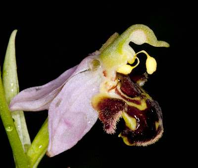 Bee orchid, Ophrys apifera, on Orchis Bank, taken from the side, showing pollinia.  Orpington Field Club outing to Orchis Bank, Downe.  25 June 2011. Taken with EOS 450D and 100mm macro lens.