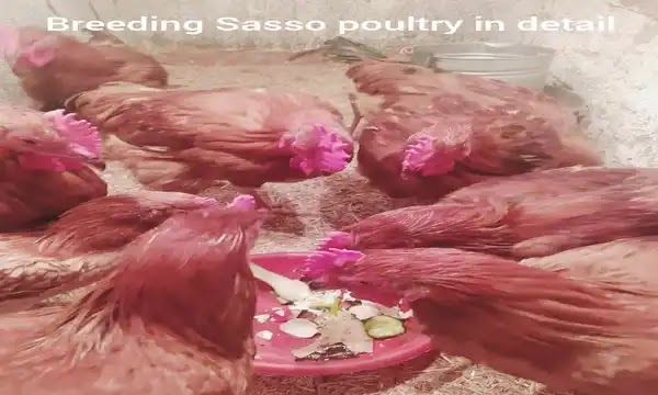 Information about raising Sasso poultry in detail
