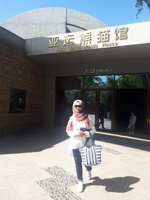 giant panda beijing zoo