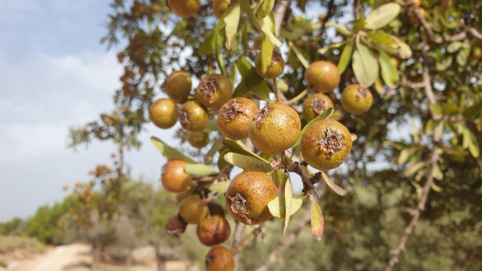 Almond pears