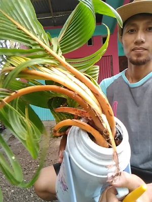 TIPS MEMBUAT BONSAI KELAPA UNTUK PEMULA