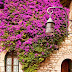 Flowering Bougainvilea, Eze, France