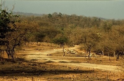 Gir National Park Closed For Tourists This Monsoon | Gir India
