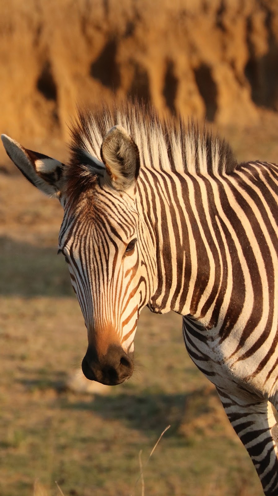 Portrait picture of a zebra.