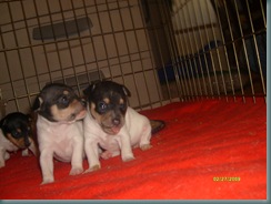 Jewel's puppies