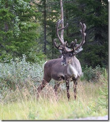 Wandering Sweden