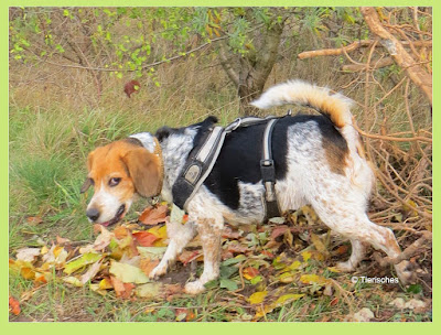 Tierisches, Beagle guckt genervt