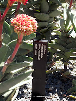 Airplane plant closeup - Wellington Botanic Garden, New Zealand