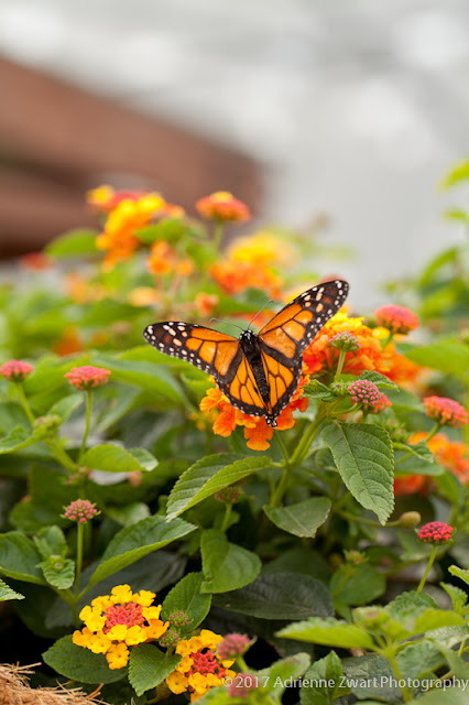 monarch buttefly on tropical milkweed -  photo by Adrienne Zwart Photography in OHio