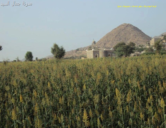 قرية أمهاجرية ــ طور الباحة ــ الصبيحة