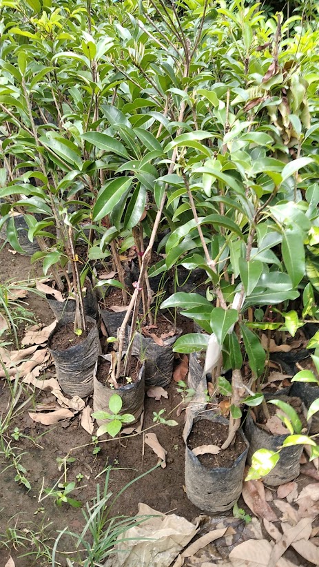 jual tanaman bibit sawo mentimun yang baik cimahi Aceh