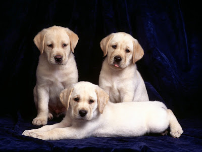 Cute Labrador Puppies and Dogs 2