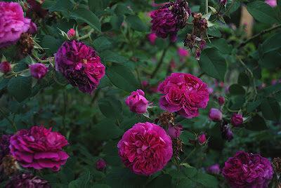 Rosa Erinnerung an Brod