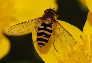 Hoverfly on a Marsh Marigold