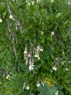 [Caryophyllaceae] Silene nutans – Nottingham Catchfly (Silene pendente)