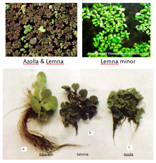 Azolla pinnata (sebagai pakan ikan, ayam, bebek, kambing.....)