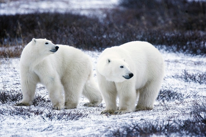 Bagaimana Hewan-hewan Kutub Mampu Bertahan Hidup?