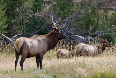 American elk- bull and cow