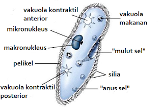 Protista Struktur Ciliata