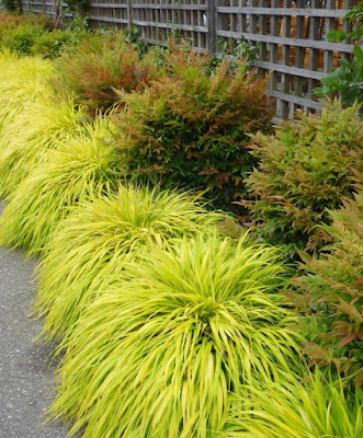 Traditional Japanese Plants for Your Garden