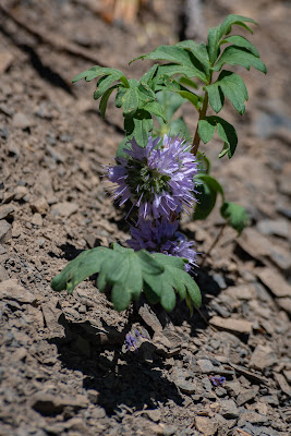 Ballhead Waterleaf, Trail 403