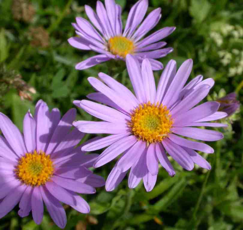 My Garden Makna bunga pada Bulan Lahir My Garden Makna bunga pada Bulan Lahir