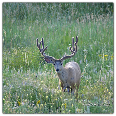 buck, harvest, deer, archery, hunting