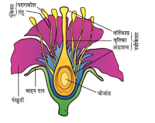 How do Organisms Reproduce?