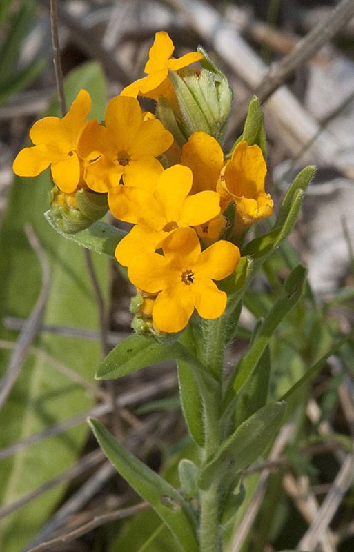 hoary puccoon (Lithospermum canescens)