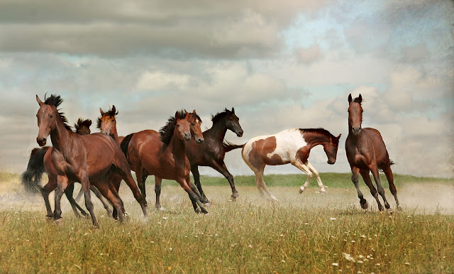 Running Horse HD Wallpaper For Mobile